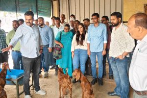 Scientific Goat Farming Training